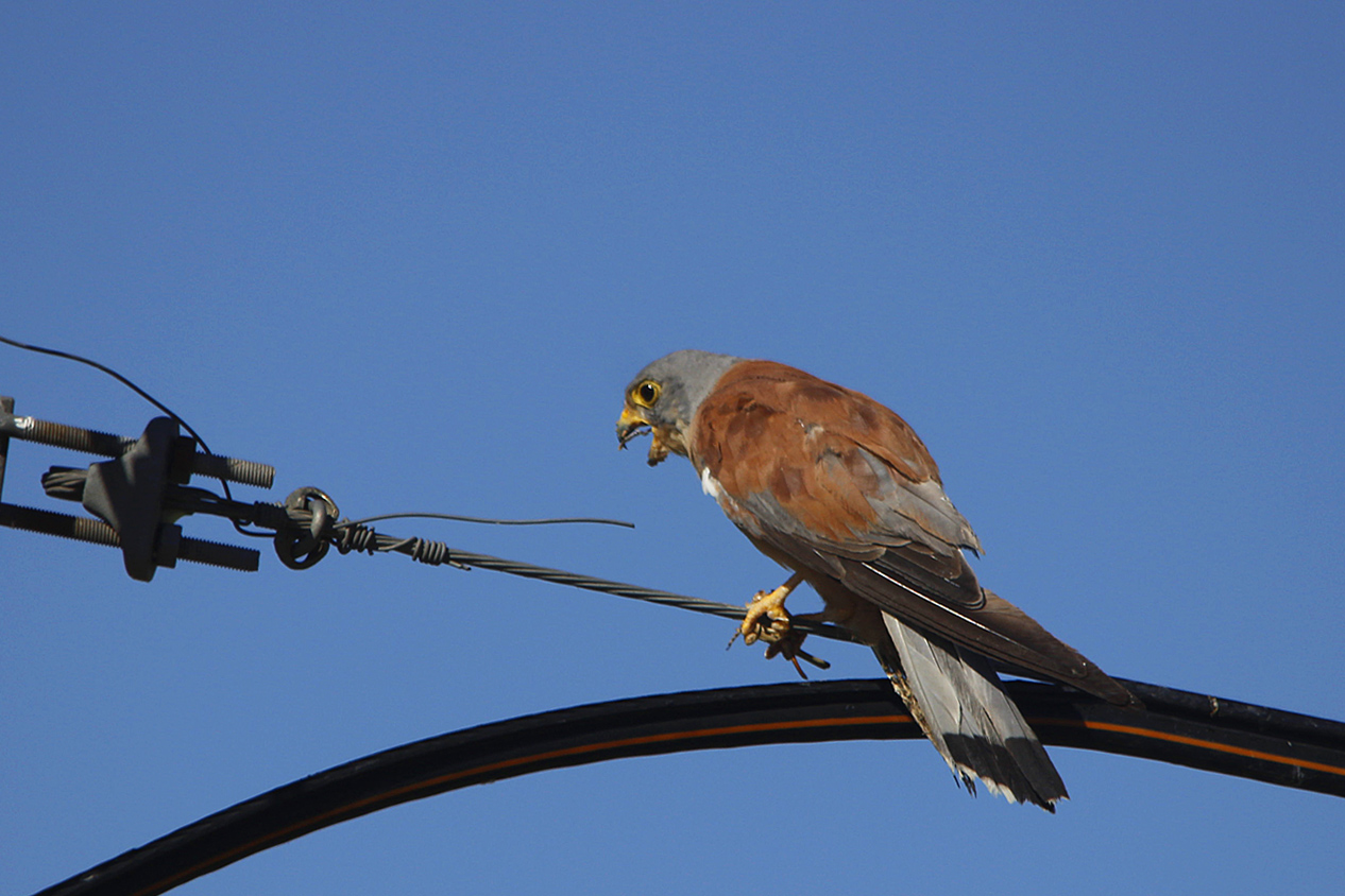Lesser Kestrel